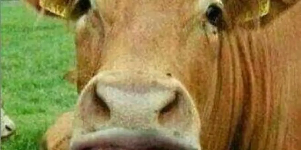 Imagem do grupo de WhatsApp LOUCOS DA WEB