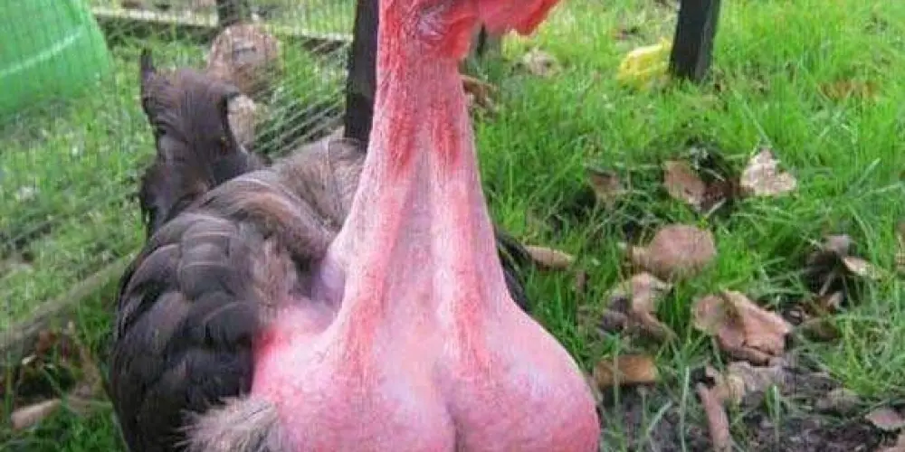 Imagem do grupo de WhatsApp LOUCOS E GULOSOS 2
