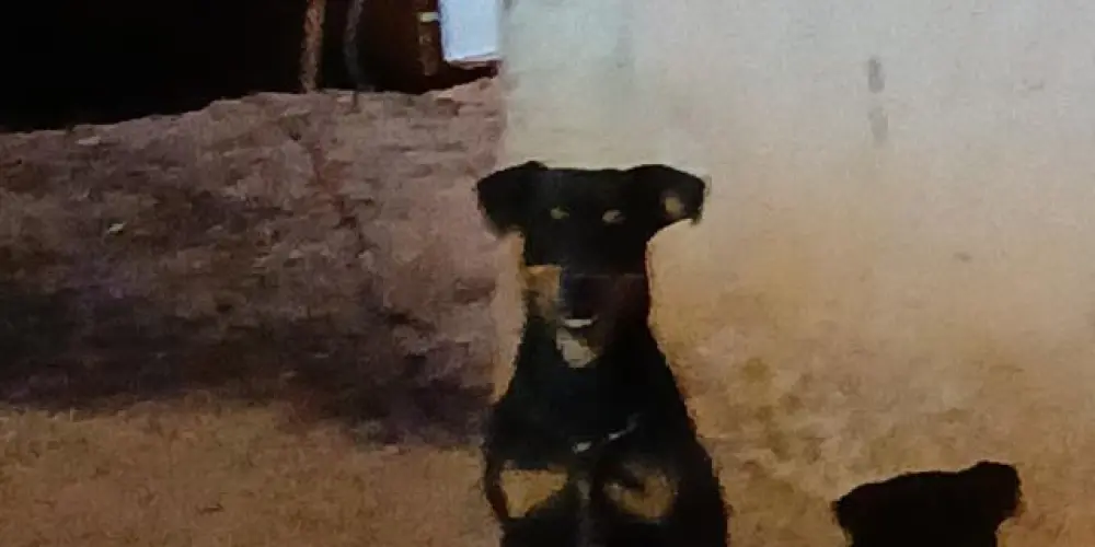 Imagem do grupo de WhatsApp LOUCURA LIVRE