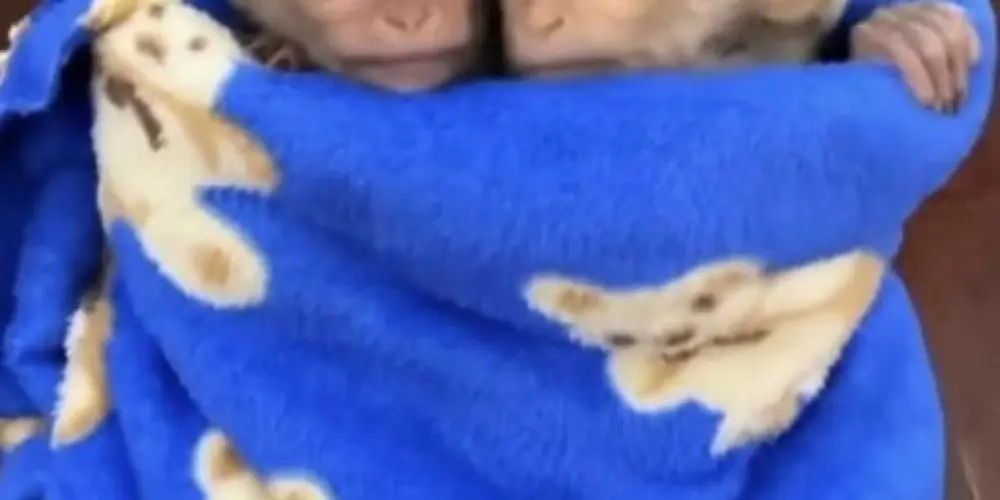 Imagem do grupo de WhatsApp 🐒 𝐌𝐀𝐶Λ𝐂Θ͢𝑳𝐀𝑵𝐷𝐼Λ 🎡