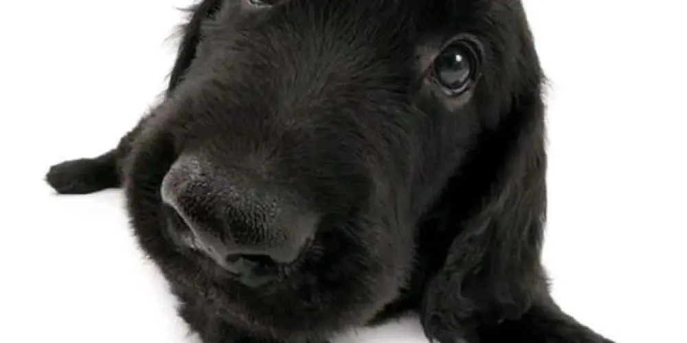 Imagem do grupo de WhatsApp ℳ𝙚 𝗰𝗼𝗿𝗲 𝗹𝗼𝘃𝗲𝗿𝘀 🌳