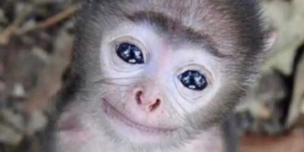 Imagem do grupo de WhatsApp macack chorao