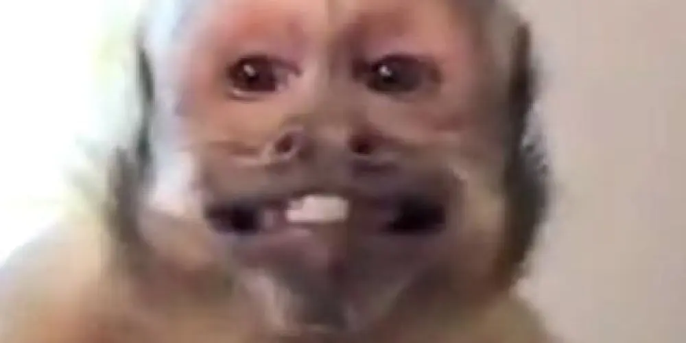 Imagem do grupo de WhatsApp Macacos