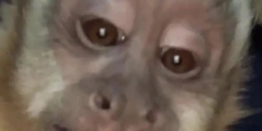 Imagem do grupo de WhatsApp MäCăČøs