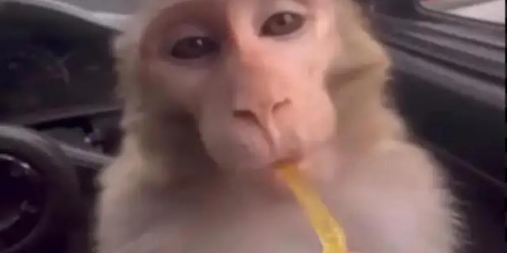 Imagem do grupo de WhatsApp MACACOS APRIMORADOS 🐒🙈🙉🙊