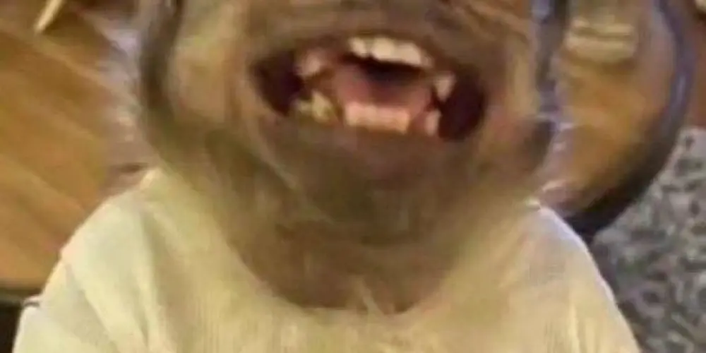 Imagem do grupo de WhatsApp Macacos da web🙈