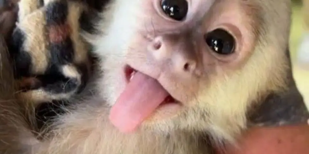 Imagem do grupo de WhatsApp Macacos sabidos 🐒🎀👅💢🤷🏽‍♀️