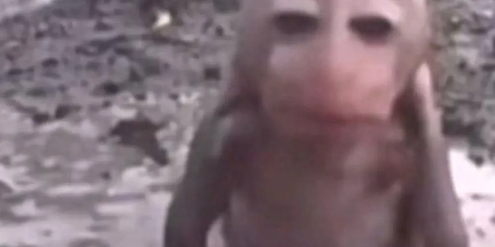 Imagem do grupo de WhatsApp Macaquitooos🐒