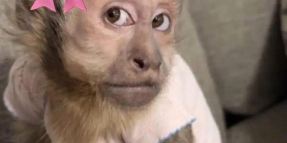 Imagem do grupo de WhatsApp Macaquitos 🐒👻