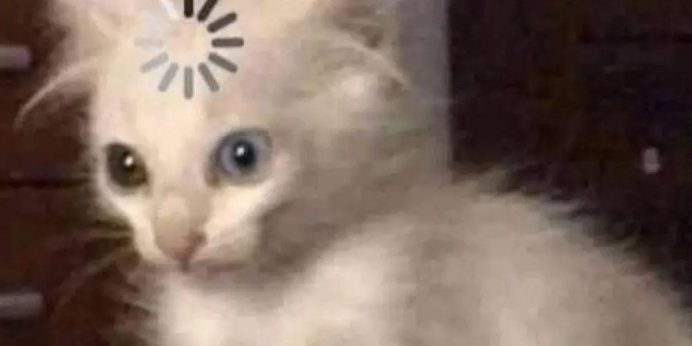 Imagem do grupo de WhatsApp Madrugadores 🌙