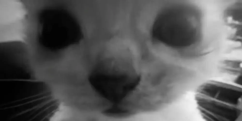 Imagem do grupo de WhatsApp Magnatas