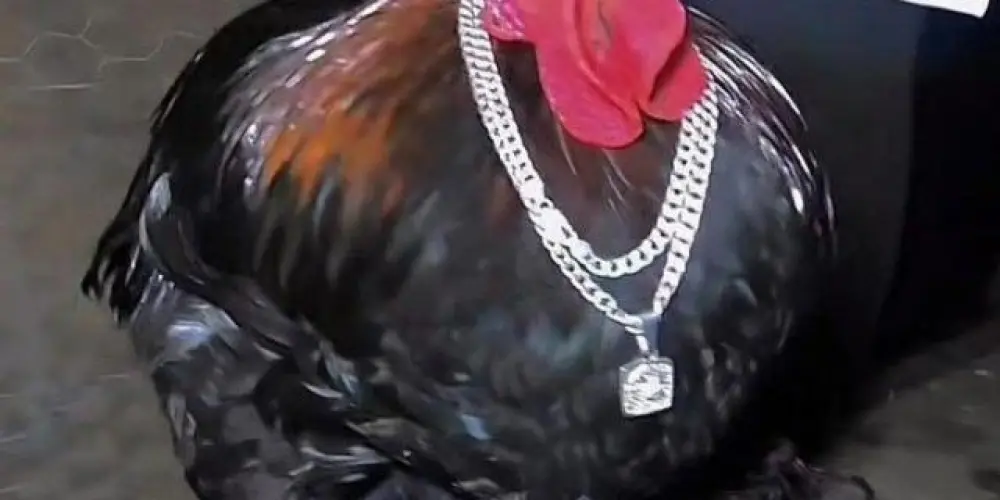 Imagem do grupo de WhatsApp 💯 maldade