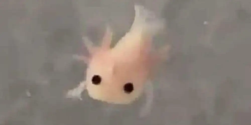 Imagem do grupo de WhatsApp Manicômio