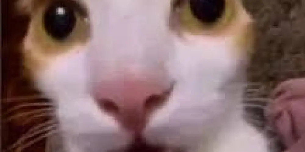 Imagem do grupo de WhatsApp Manicômio 🤠👍