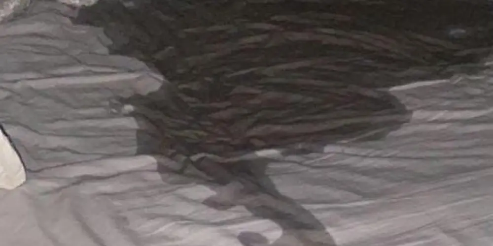 Imagem do grupo de WhatsApp Manual do Caos