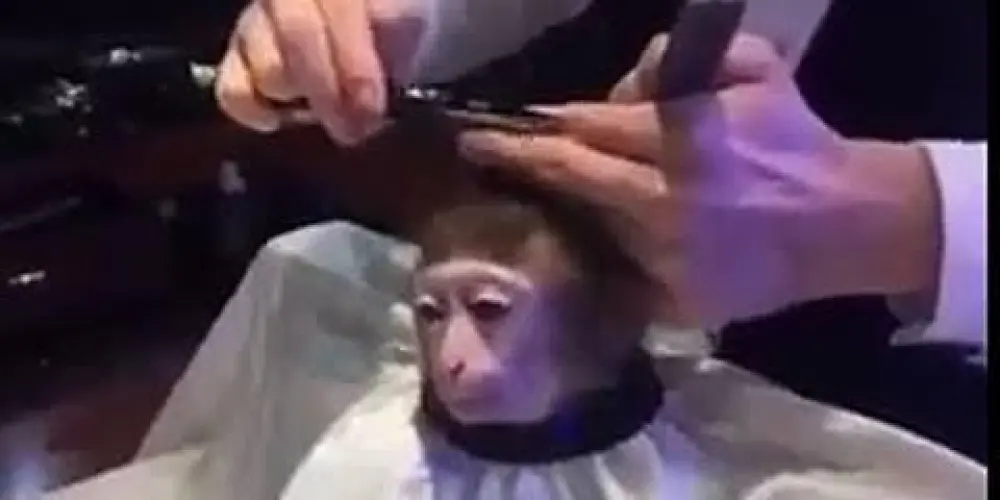 Imagem do grupo de WhatsApp Marcelinho Barbearia 💈