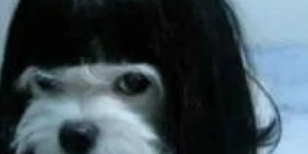 Imagem do grupo de WhatsApp Marsia love club