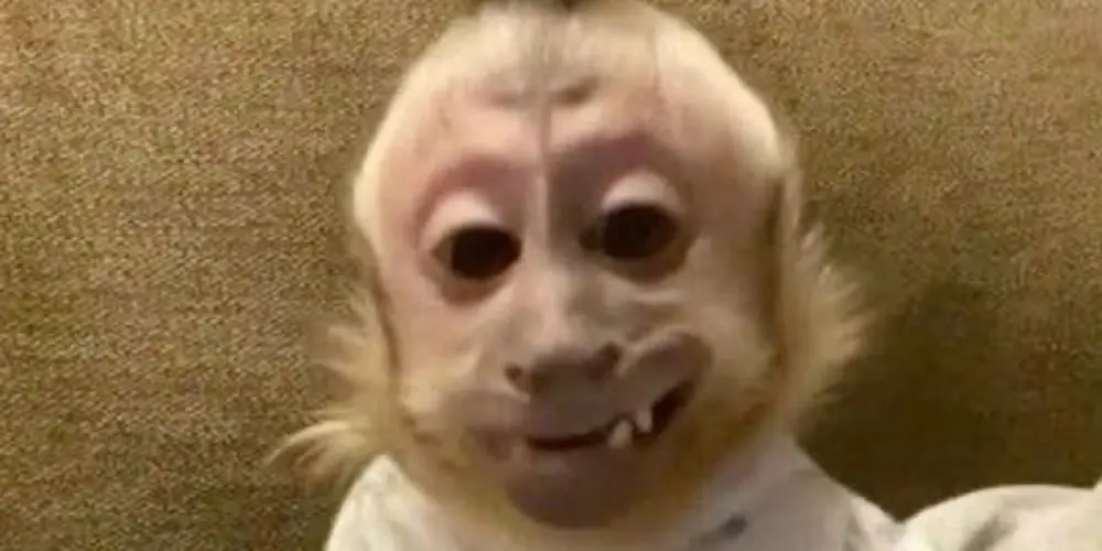 Imagem do grupo de WhatsApp Maskeikos🐒🐒