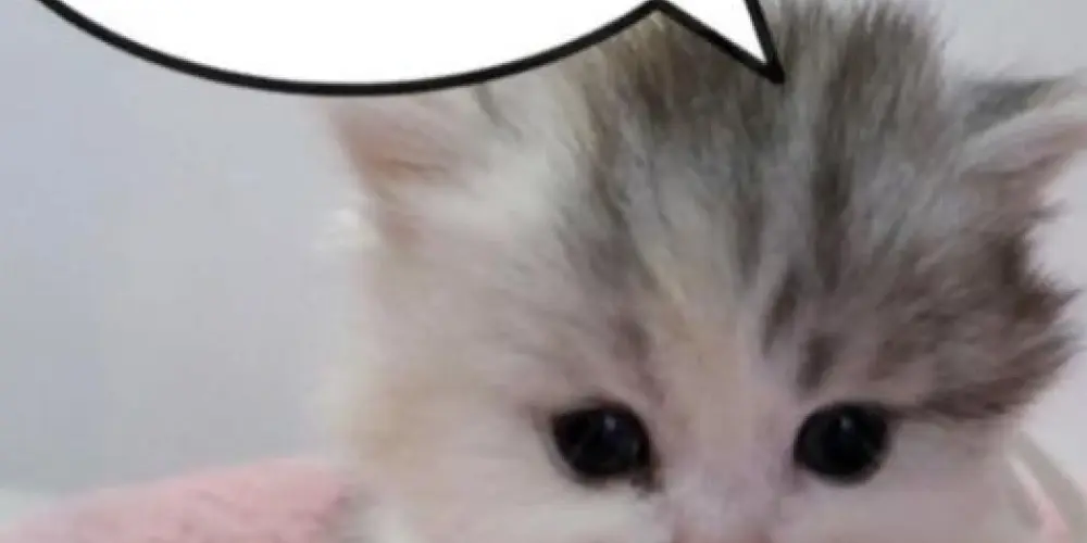 Imagem do grupo de WhatsApp MASQUEICOS 🎣🦧