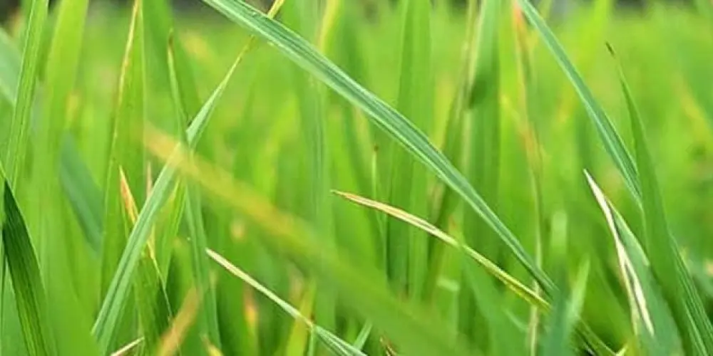 Imagem do grupo de WhatsApp Matagal 🍃