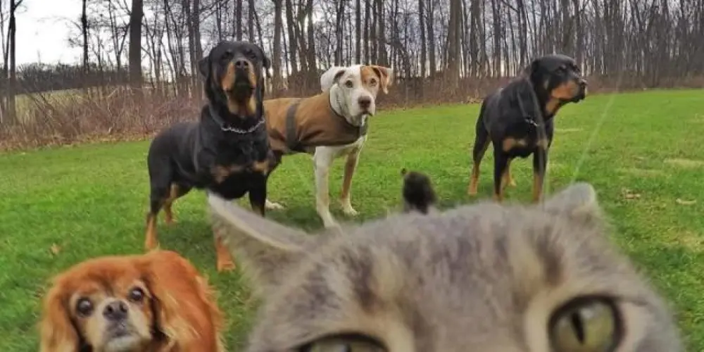 Imagem do grupo de WhatsApp 🎊 Mᥙᥒd᥆ dᥲ᥉ fιgᥙrιᥒhᥲ᥉ 🎊