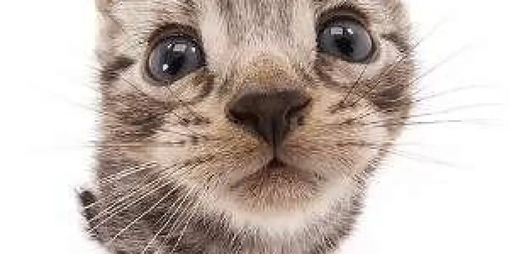 Imagem do grupo de WhatsApp M.D.E.A Reverso