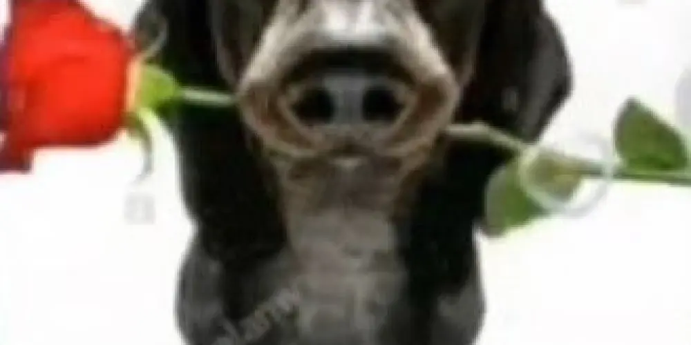 Imagem do grupo de WhatsApp Melhor grupo😜