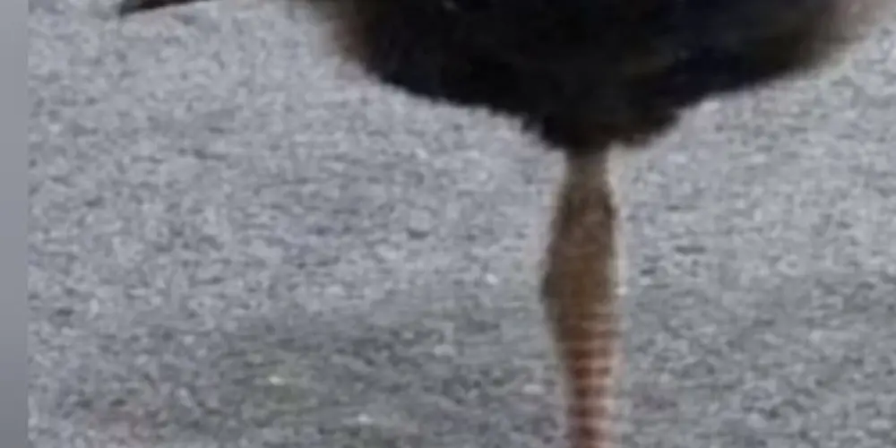 Imagem do grupo de WhatsApp Melhor grupo