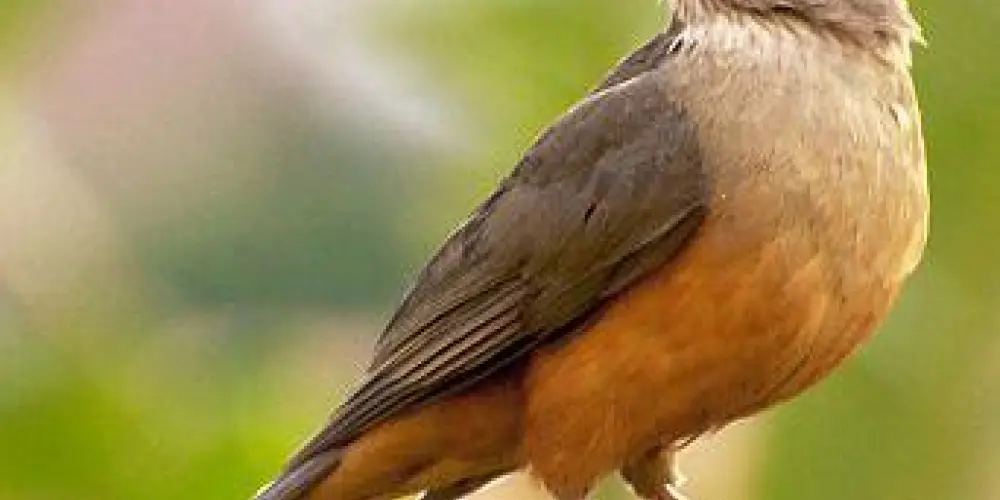 Imagem do grupo de WhatsApp MELHORES ASSOBIO DO BRASIL 🐦‍⬛🐦‍⬛🐦‍⬛