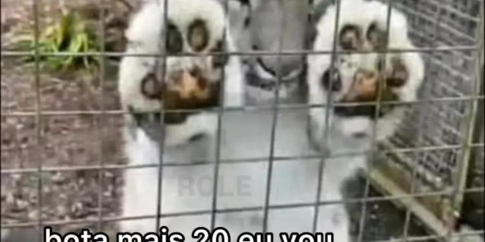 Imagem do grupo de WhatsApp Membros 3.0