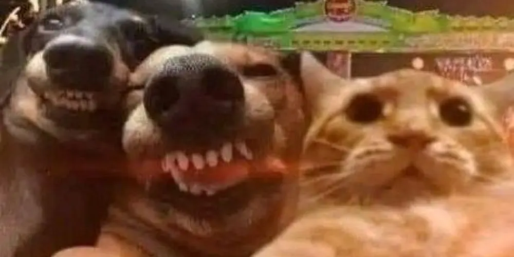 Imagem do grupo de WhatsApp Meme Supremo™