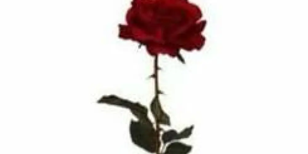 Imagem do grupo de WhatsApp Memes Aleatórios (⁠ツ⁠)