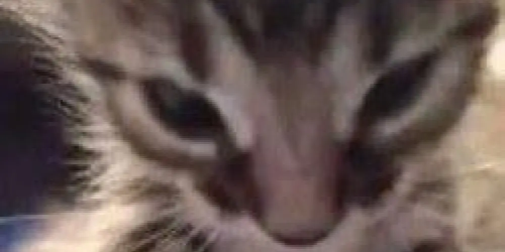 Imagem do grupo de WhatsApp Memes Com Potencial Para Sticker