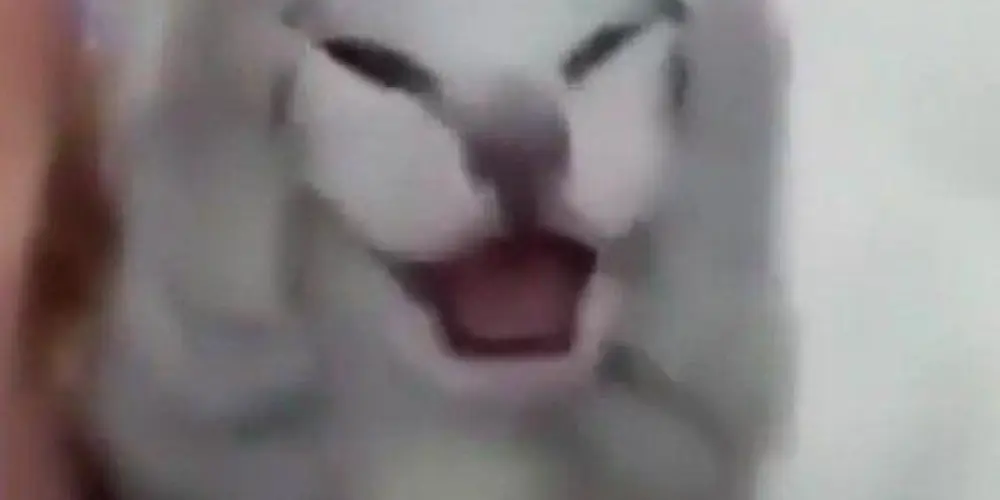 Imagem do grupo de WhatsApp Memes de gatinho