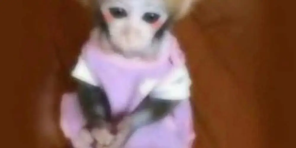 Imagem do grupo de WhatsApp Memes e jogos