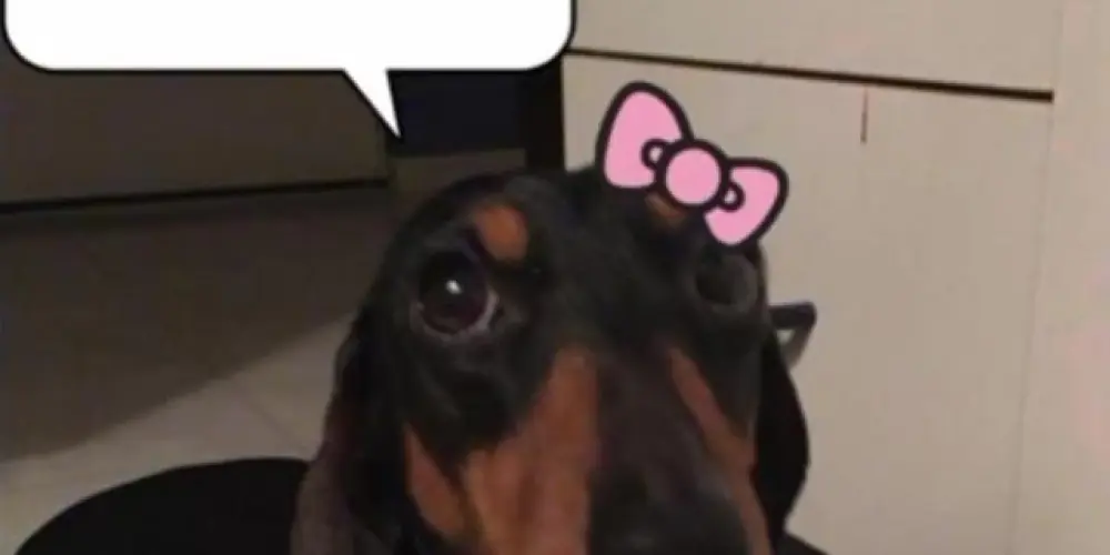 Imagem do grupo de WhatsApp memes ruins🥵