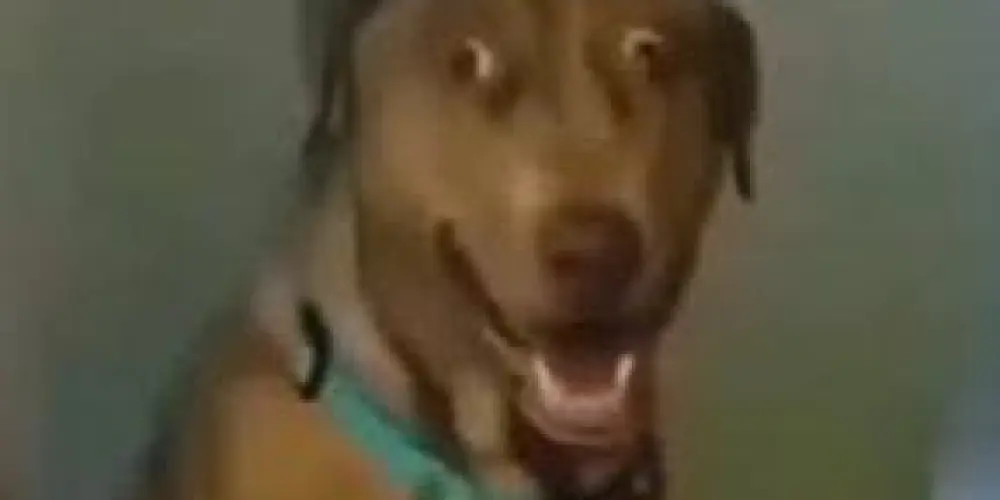 Imagem do grupo de WhatsApp #MEMES & ZUEIRAS🖥️😂😎