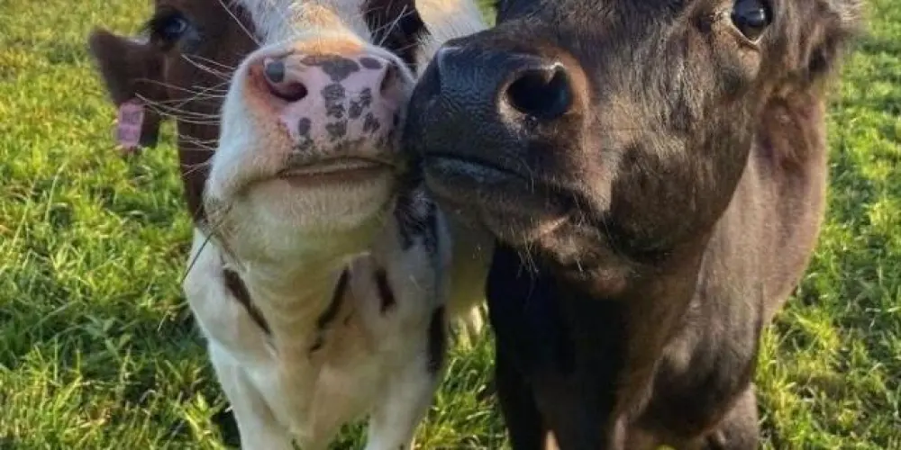 Imagem do grupo de WhatsApp MENINAS