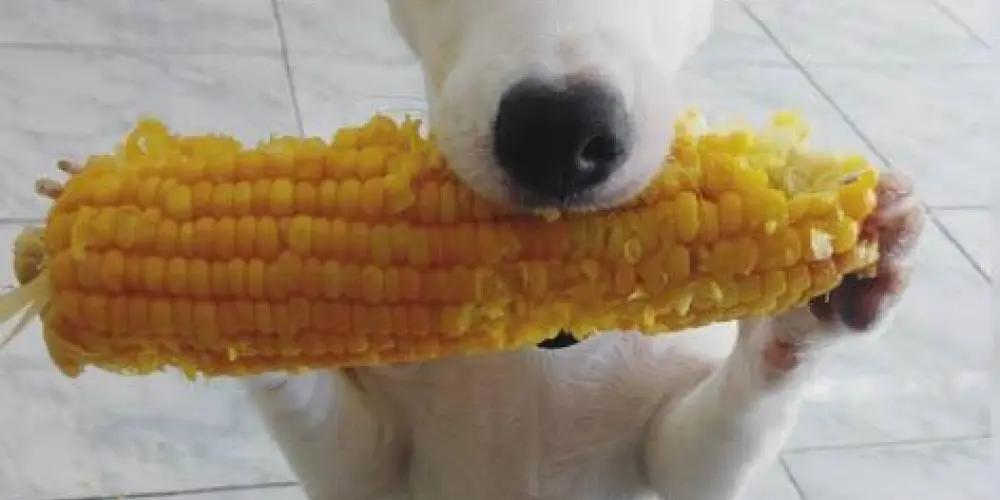 Imagem do grupo de WhatsApp mental breakdown