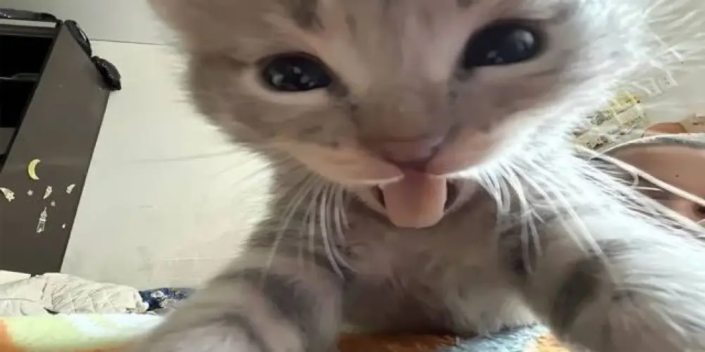 Imagem do grupo de WhatsApp meow