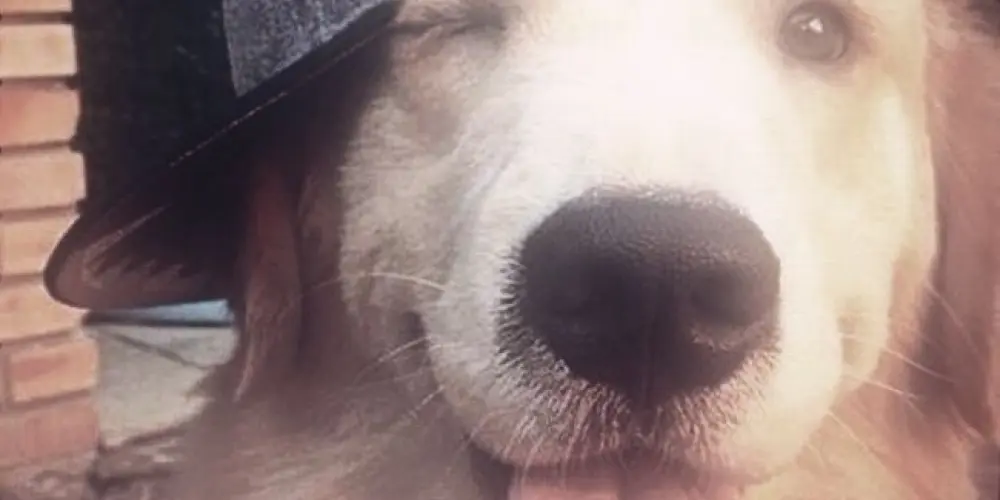 Imagem do grupo de WhatsApp Mereditha