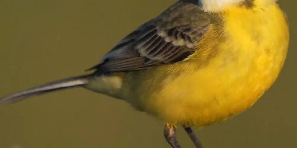 Imagem do grupo de WhatsApp Mestres do fiu fiu