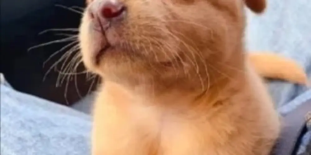 Imagem do grupo de WhatsApp 🦋 metamorfose 🦋