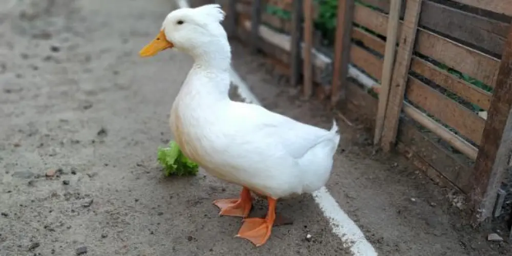 Imagem do grupo de WhatsApp Meu cantinho  caipira  caucaia 🦆🪿🐔🐣🐓🕊️🦜