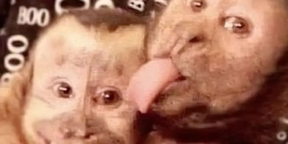 Imagem do grupo de WhatsApp Meu Casal 2026