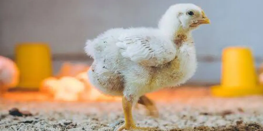 Imagem do grupo de WhatsApp Mg 37🇧🇷