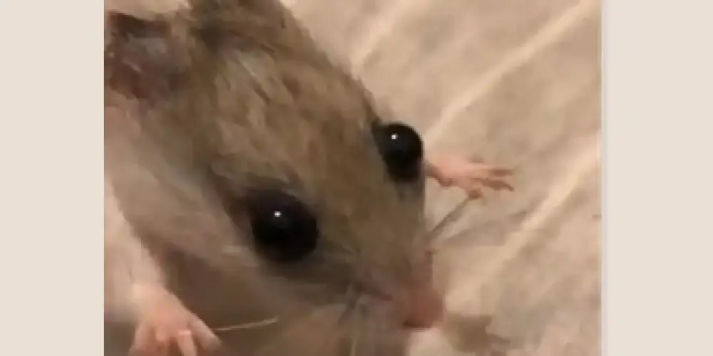 Imagem do grupo de WhatsApp Mgx