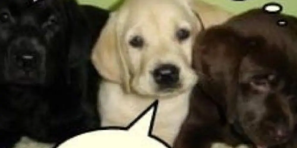 Imagem do grupo de WhatsApp mi de arroz e agua aí, fazendo favor