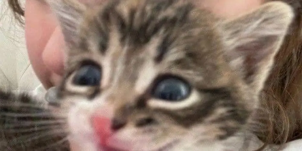 Imagem do grupo de WhatsApp 𝐀ℳĪ𝐙 𝐀ƉΞƧ🔥⃢꧂