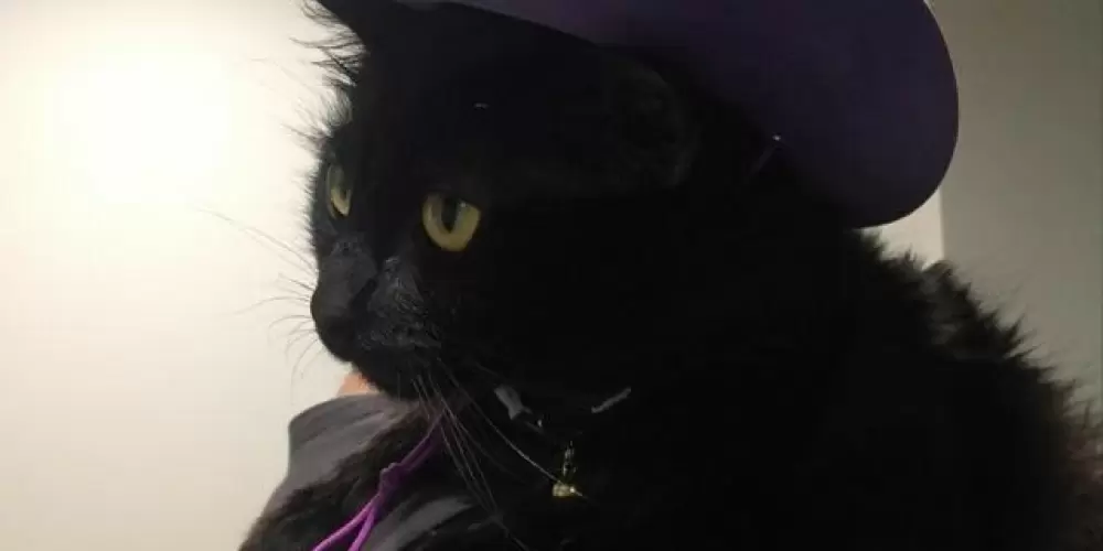 Imagem do grupo de WhatsApp miau.br